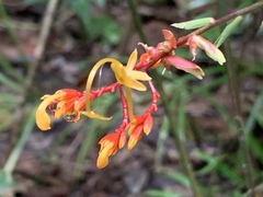 Globba atrosanguinea