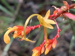 Globba atrosanguinea