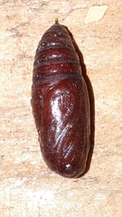 Melanchra persicariae