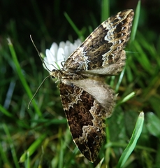 Lampropteryx suffumata