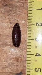 Melanchra persicariae