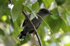 Thamnophilus amazonicus