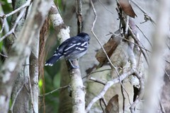 Thamnophilus amazonicus