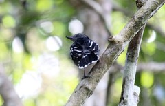 Thamnophilus amazonicus