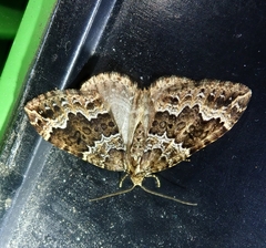 Lampropteryx suffumata