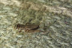 Eumodicogryllus bordigalensis