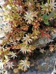 Sedum rubens