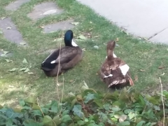 Anas platyrhynchos domesticus