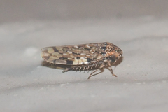 Xestocephalus tessellatus
