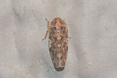 Xestocephalus tessellatus