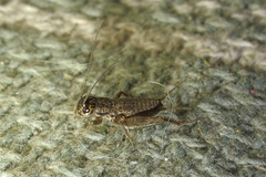 Eumodicogryllus bordigalensis