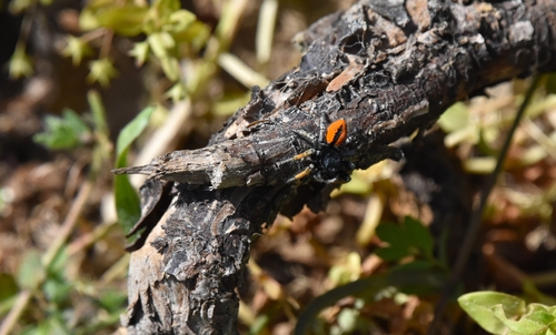 Red-bellied Jumping Spider