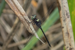 Pornothemis serrata