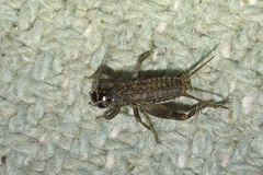 Eumodicogryllus bordigalensis