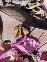 Synapte malitiosa