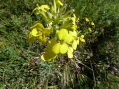 Erysimum maremmanum