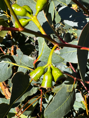 Eucalyptus occidentalis, 2026-05-17