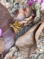 Synapte malitiosa