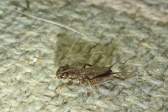 Eumodicogryllus bordigalensis