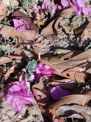 Synapte malitiosa