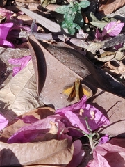 Synapte malitiosa