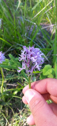 Three-toothed orchid