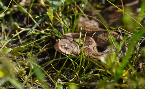 eastern long-nosed viper