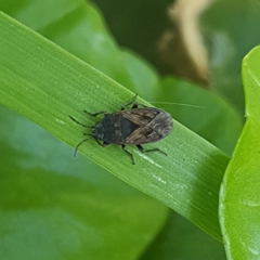 Trapezonotus arenarius