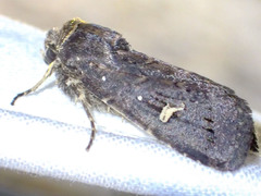 Proteuxoa hydraecioides