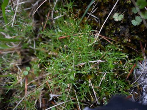 Scleranthus brockiei, photograph 1