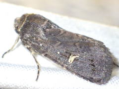 Proteuxoa hydraecioides