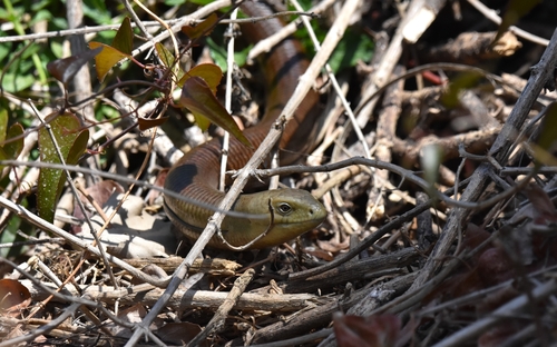 European Glass Lizard