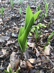 Convallaria