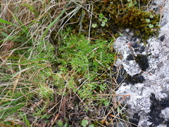 Scleranthus brockiei