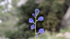 Polygala calcarea
