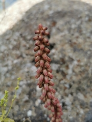 Umbilicus intermedius