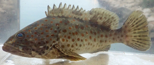 Brown-spotted grouper (Epinephelus coioides) — Serranidae — 4