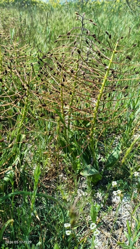 Bellevalia speciosa, photograph 3