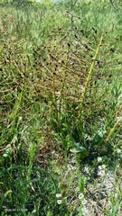 Bellevalia speciosa, photograph (c) Anna Shuliko, some rights reserved (CC BY)