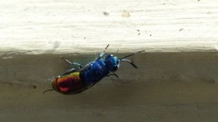 Chrysis terminata