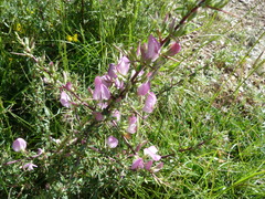 Ononis spinosa spinosa