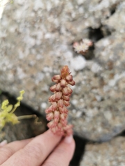 Umbilicus intermedius