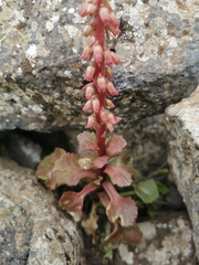 Umbilicus intermedius