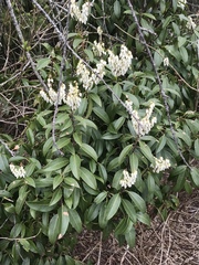 Pieris floribunda
