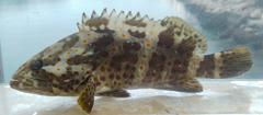 Epinephelus coioides