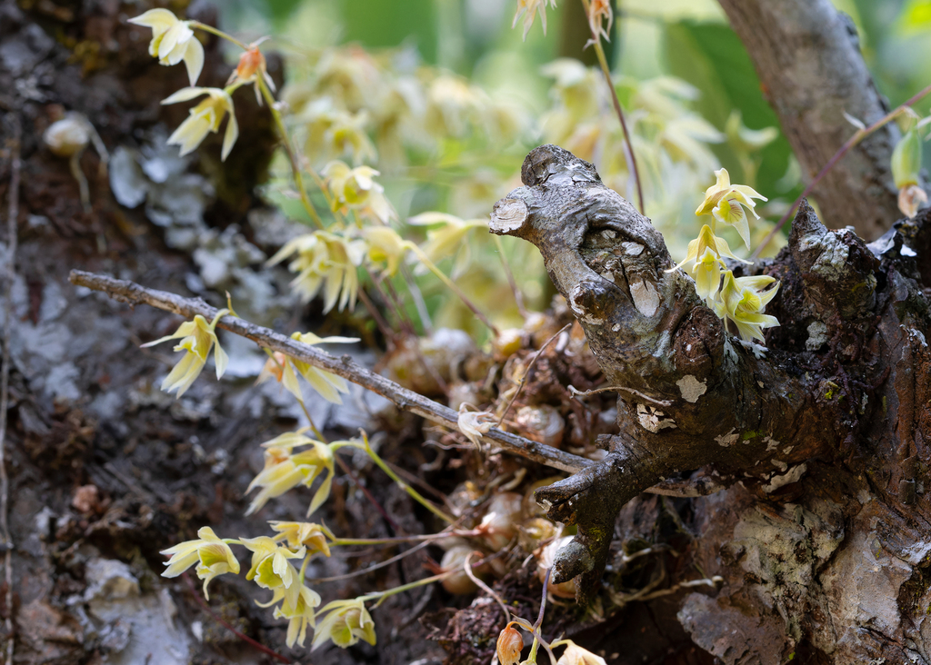 Dendrobium gregulus Seidenf. 3