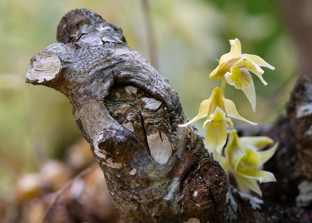Dendrobium gregulus Seidenf. 4