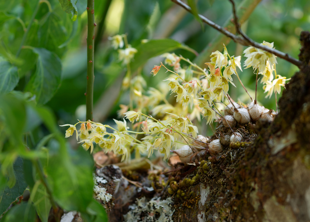 Dendrobium gregulus Seidenf. 2