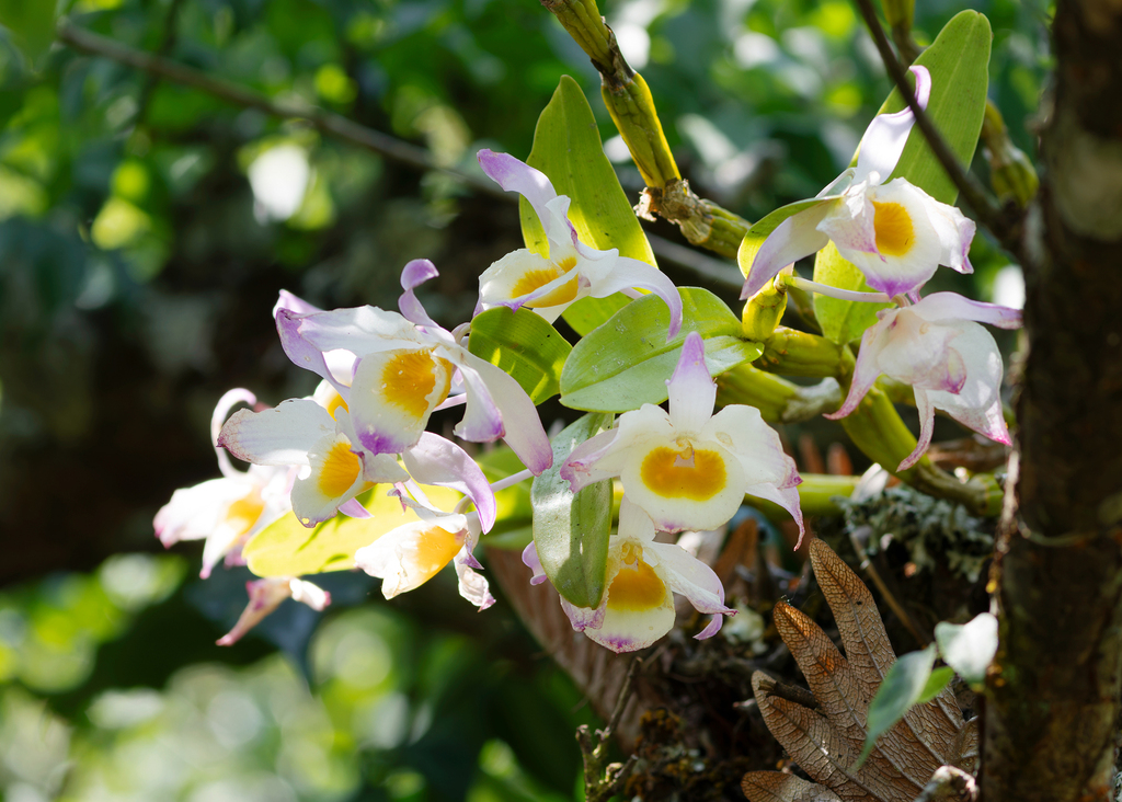 Dendrobium findlayanum Parish & Rchb.f.