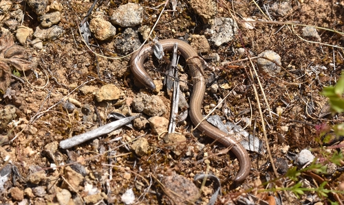 Greek Limbless Skink